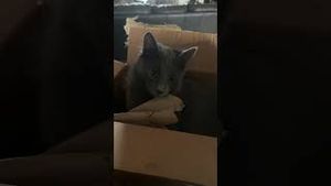 Video post by @ariannagrainey7725 on YouTube