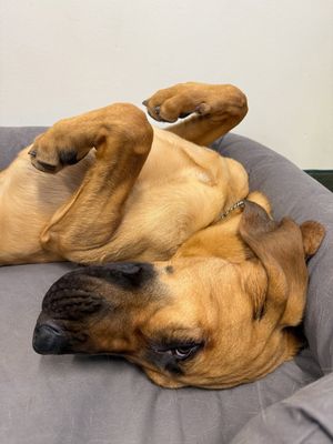 Image post by @mnwildpup on Instagram