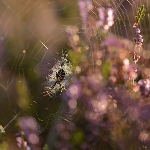 Image post by @rspb on Instagram