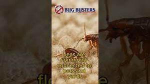 Video post by @bugbustersusa on YouTube