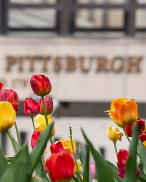 Image post by @pittadmissions on Instagram