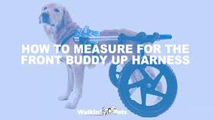 Video post by @walkinpets on YouTube