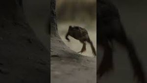 Video post by @bbcearth on YouTube