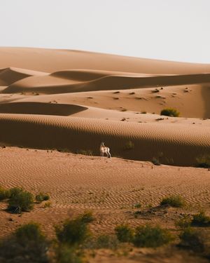 Image post by @lightroom on Instagram