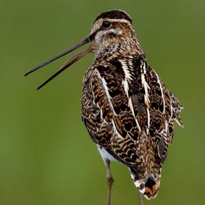 Image post by @rspb on Instagram