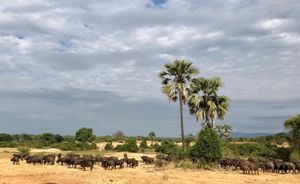 Image post by @chiawasafaris on Instagram