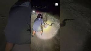 Video post by @abcnews on YouTube