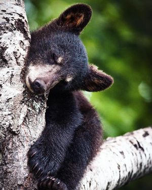 Image post by @discovery on Instagram