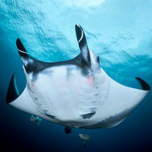 Image post by @Discovery on Twitter/X