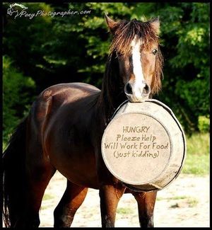 Image post by @equineidsolutions on Instagram