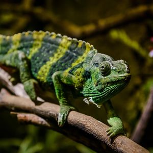 Image post by @animalplanet on Instagram