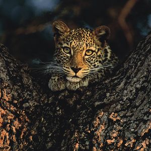 Image post by @chiawasafaris on Instagram