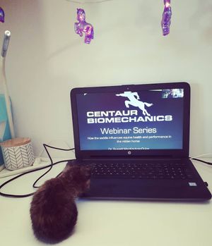 Image post by @performancesaddlefitssthsydney on Instagram