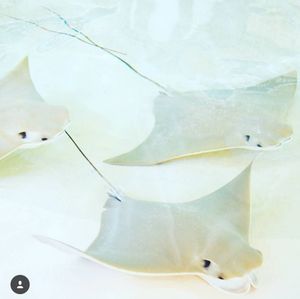 Image post by @visitsarasotacounty on Instagram