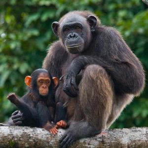 Image post by @animalplanet on Instagram