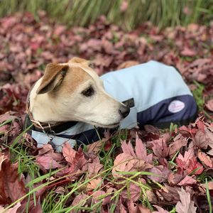 Image post by @snaffle_it on Instagram