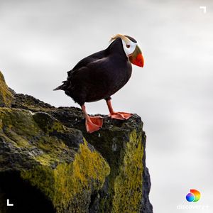 Image post by @discovery on Instagram
