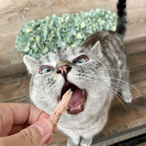 Image post by @animalplanet on Instagram
