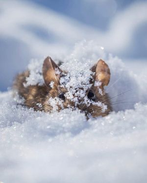 Image post by @discovery on Instagram