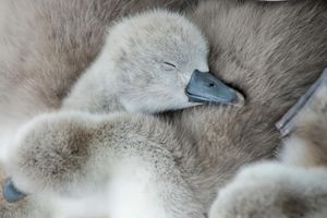 Image post by @animalplanet on Instagram
