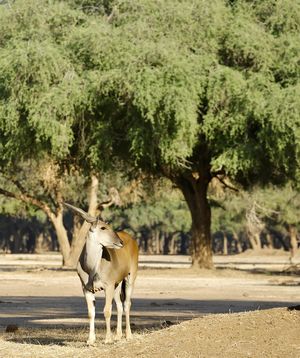 Image post by @chiawasafaris on Instagram
