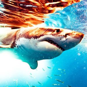 Image post by @discovery on Instagram