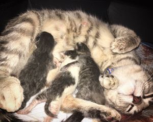 Image post by @kowalskikitties on Instagram