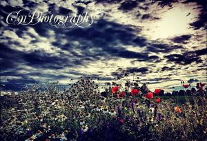 Image post by @c91photography on Instagram