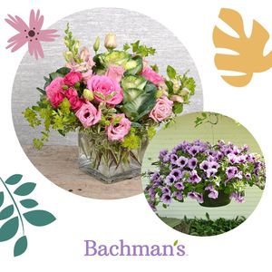Image post by @shopbachmans on Instagram