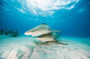Image post by @animalplanet on Instagram