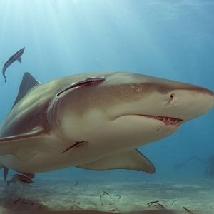 Image post by @discovery on Instagram