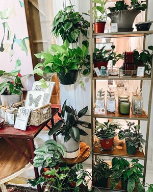 Image post by @thegreenhousejax on Instagram