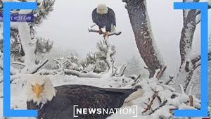 Video post by @newsnation on YouTube