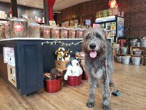 Image post by @thesavannahwolfhound on Instagram
