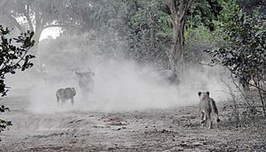 Image post by @chiawasafaris on Instagram
