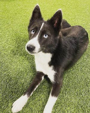 Image post by @tux_the_blue_pomsky on Instagram