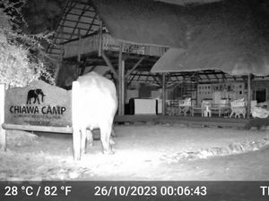 Image post by @chiawasafaris on Instagram
