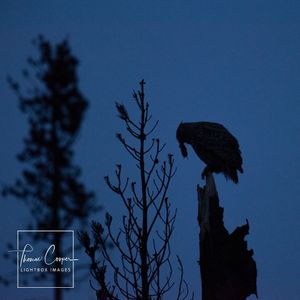Image post by @lightboximages on Instagram