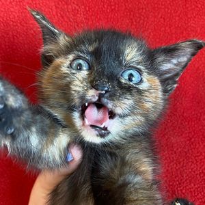 Image post by @whitmanpets on Instagram