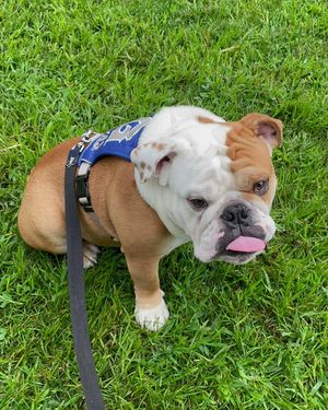 Image post by @gujackbulldog on Instagram