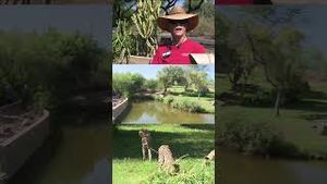 Video post by @abc15 on YouTube