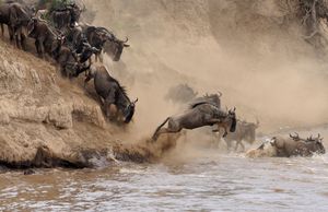 Image post by @animalplanet on Instagram