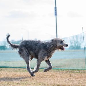Image post by @thesavannahwolfhound on Instagram