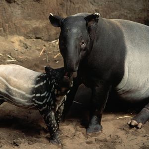 Image post by @animalplanet on Instagram