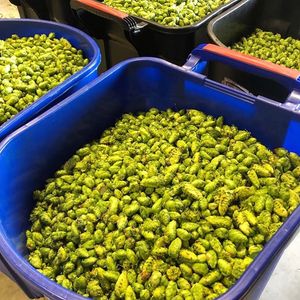 Image post by @navigationbrewingco on Instagram
