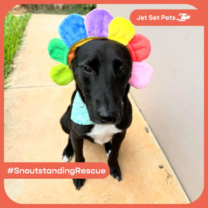 Image post by @jetsetpets on Instagram