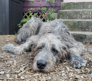 Image post by @thesavannahwolfhound on Instagram