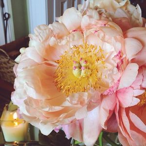 Image post by @bonnieplants on Instagram