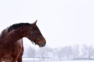 Image post by @spendthriftfarm on Instagram