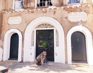Image post by @thesavannahwolfhound on Instagram
